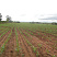 Agricultural Land Mazabuka Farm 20
Mazabuka